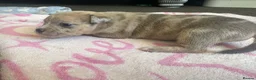 Staffordshire Bull Terrier dogs for sale: Staff puppies for sale  - Advert 37