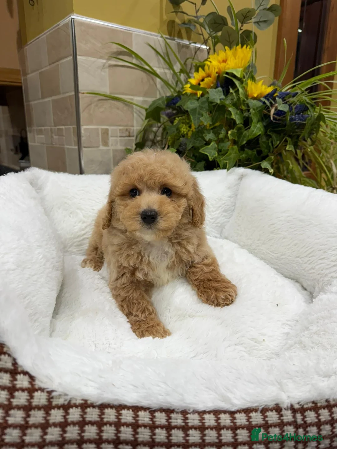 Poochon dogs for sale: Poochon Puppies - Advert 17