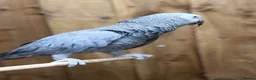 Parakeets birds for sale: African grey tamed and talk - Advert 5