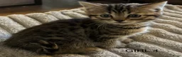 Mixed Breed cats for sale: Bengal cross Kittens for sale inc White/ Cream in Petworth - Advert 15