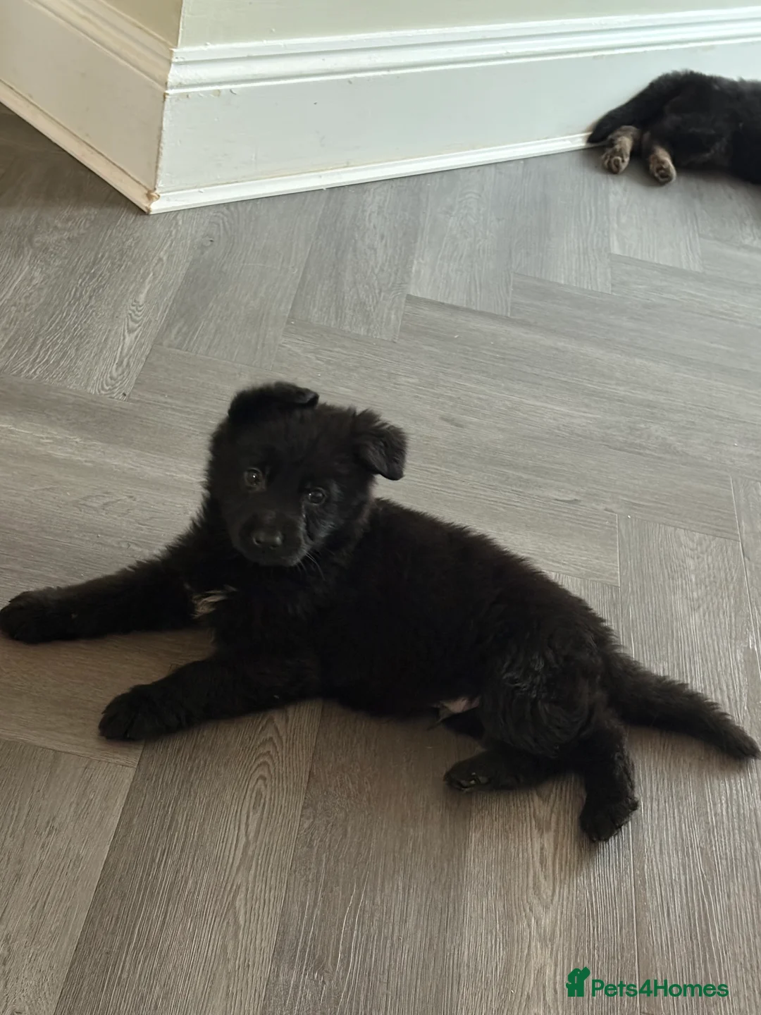 German Shepherd dogs for sale: Beautiful German shepherd Puppies - Advert 12