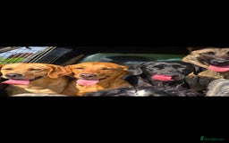 Labradoodle dogs for sale: F1 MINI LABRADOOLES - Image 3