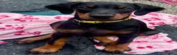 Dobermann dogs for sale: Health tested European puppies  - Advert 12