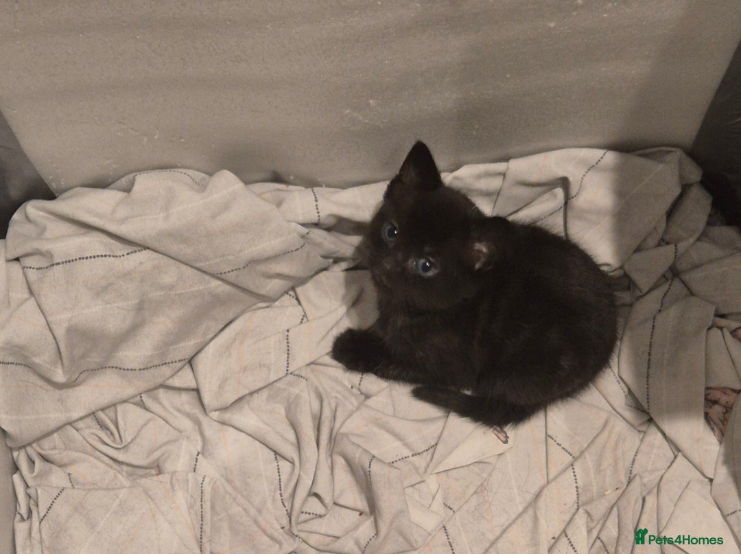 Mixed Breed cats for sale: Two adorable kittens needing a home - Advert 12