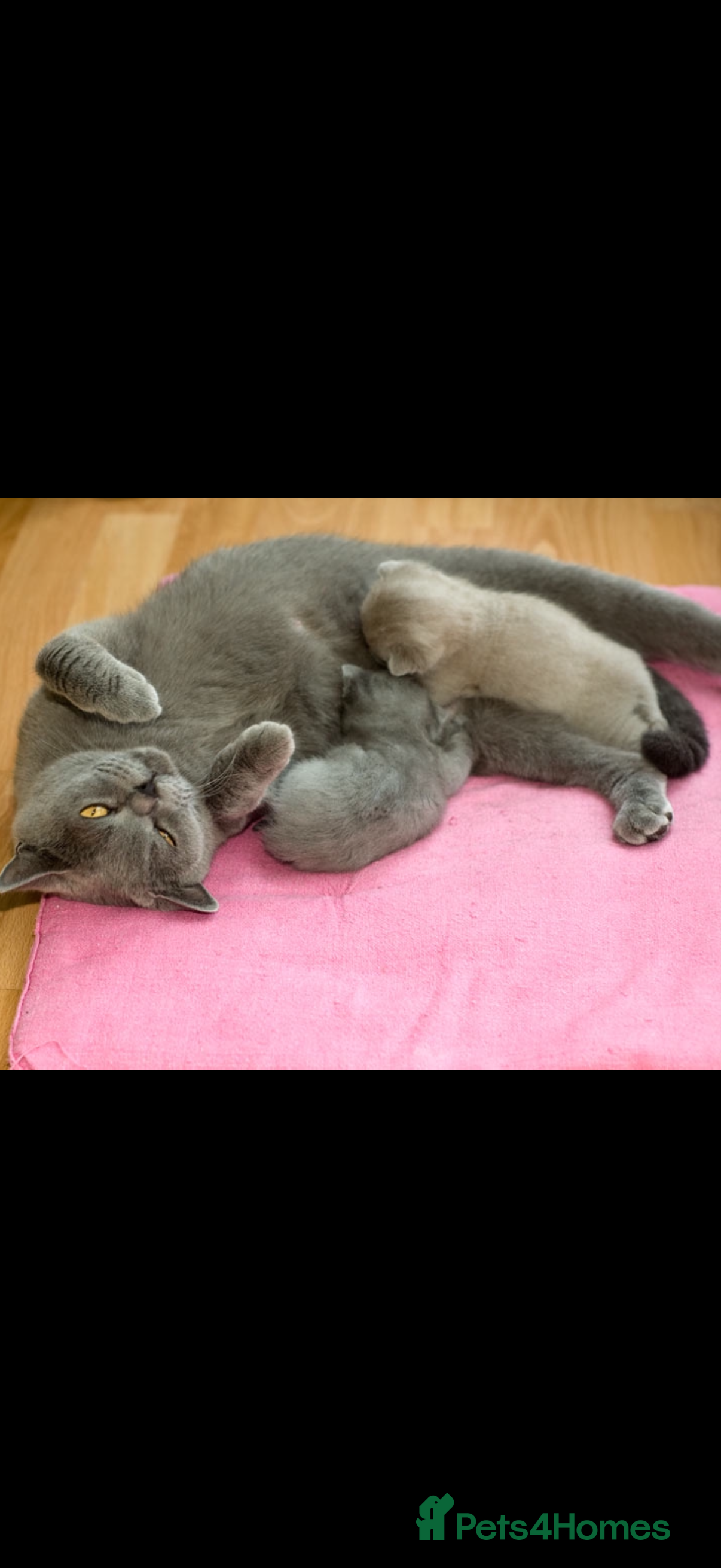British Shorthair cats Cute playful fully vaccinated BST ready to rehome - Advert 1
