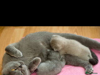 British Shorthair cats Cute playful fully vaccinated BST ready to rehome - Advert 1