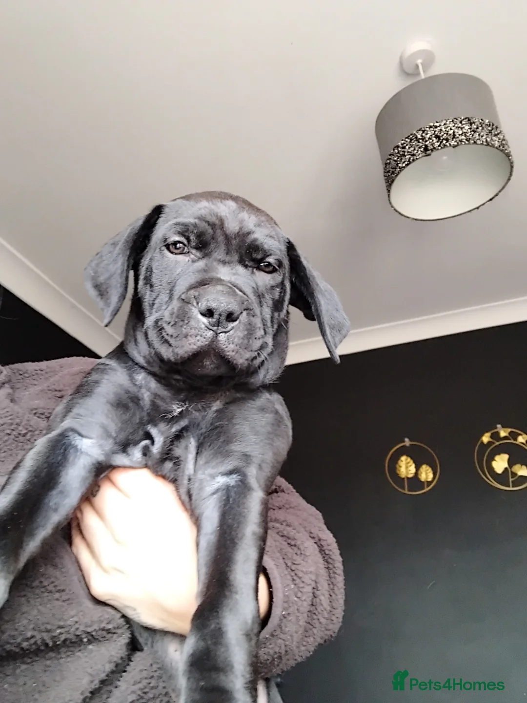 Mixed Breed dogs for sale: 2 girls ready to leave  - Advert 3