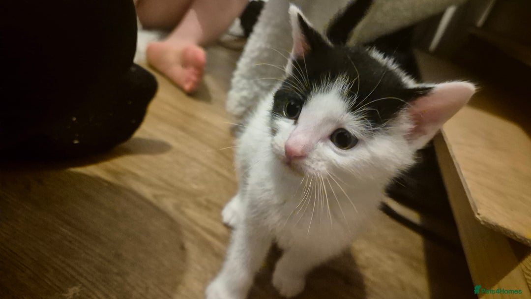 Domestic Shorthair cats for sale: 2 black and white kittens, 1 all black Female - Advert 4