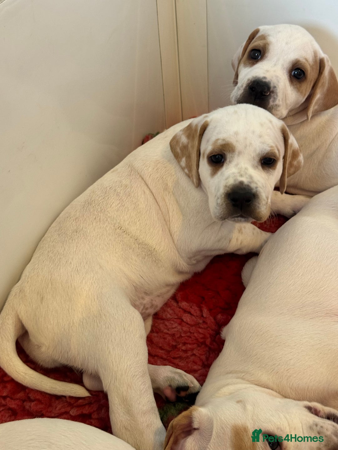 Pointer dogs for sale: Beautiful litter of Top Quality Pointer Puppies - Advert 14
