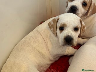 Pointer dogs Beautiful litter of Top Quality Pointer Puppies - Advert 1