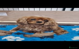 Cavapoo dogs for sale: Beautiful F1 Cavapoo puppies - Image 10