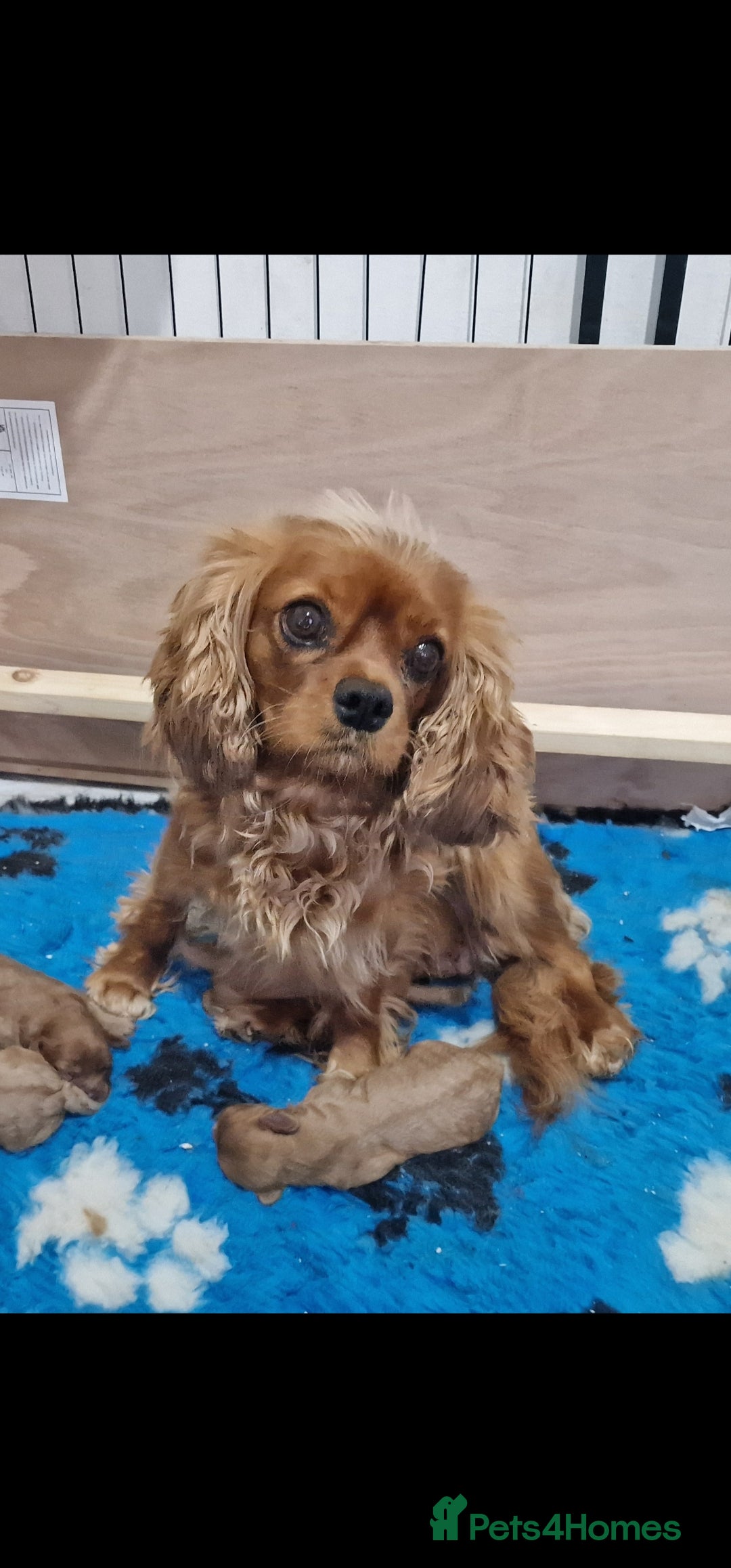 Cavapoo dogs for sale: Beautiful F1 Cavapoo puppies - Image 10