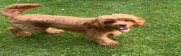 Cavapoo dogs for stud: F1 Cavapoo Proven Stud - Extensively Health Tested - Advert 6