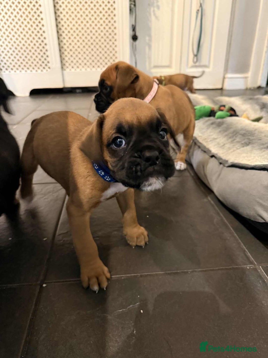 Boxer dogs for sale: Gorgeous litter of red and white boxers.  - Image 6