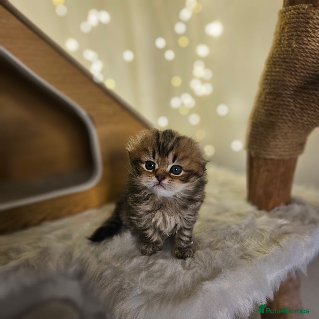 Scottish Fold cats for sale: TICA Scottish fold show quilty kittenss london  - Advert 7