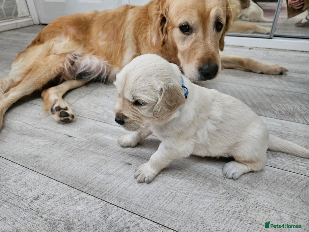 Golden Retriever dogs for sale: Golden retriever puppies - Image 9