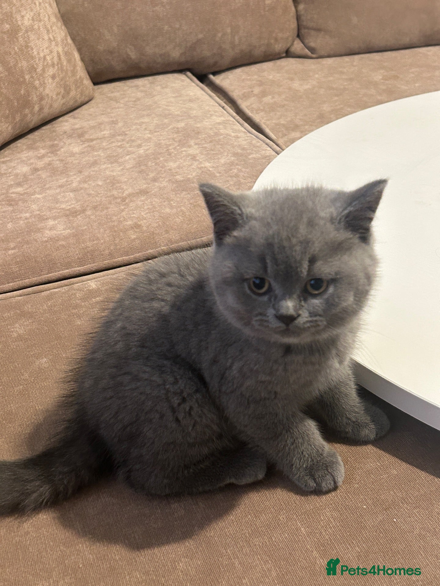British Shorthair cats Stunning Full pedigree BSH KITTENS ( GCCF REG )  - Advert 2