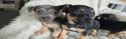 Jack Russell dogs for sale: Lilac and tan/black and tan Jack Russel puppies  in Eastbourne - Advert 8