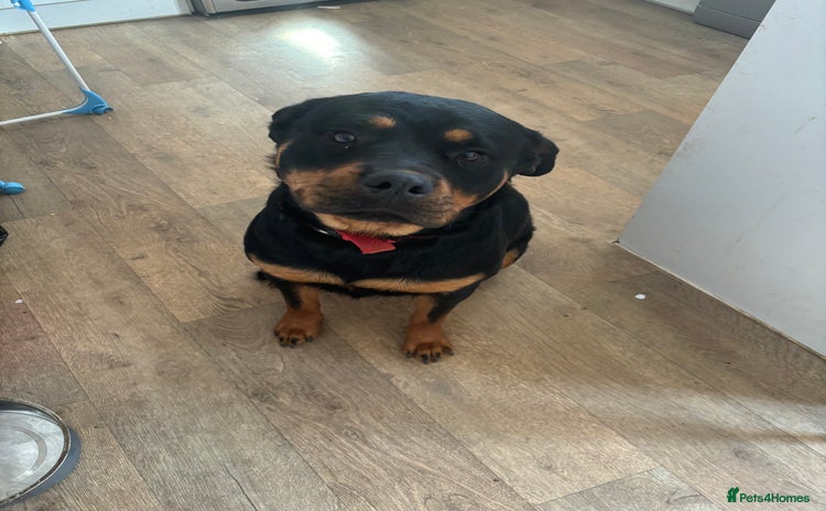 Rottweiler dogs - Advert 1