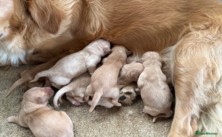 Golden Retriever dogs - Advert 8