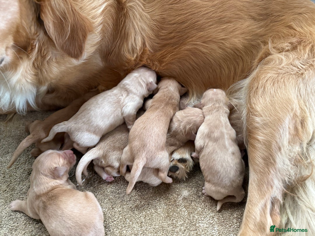 Golden Retriever dogs for sale: Stunning Top Quality Lines Golden Retriever Pups - Image 1
