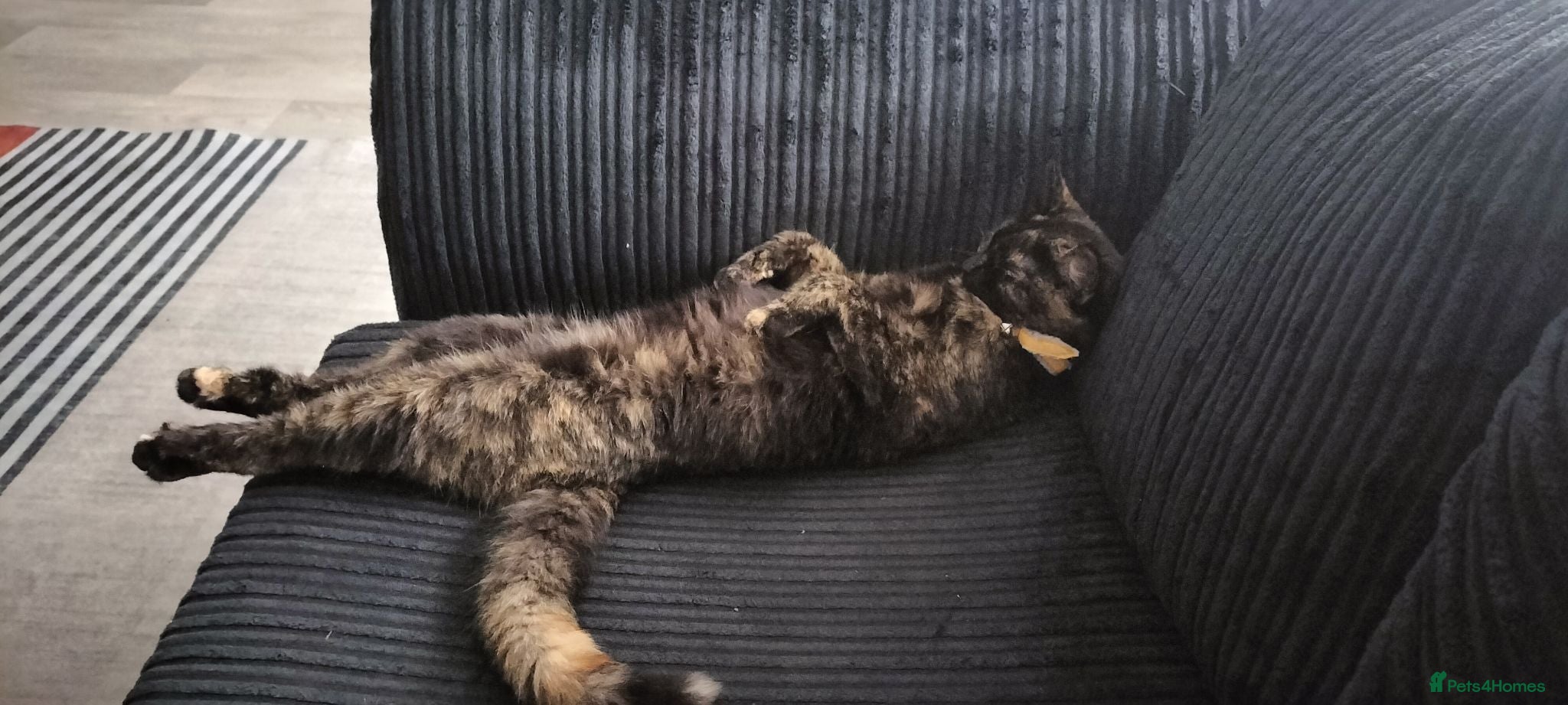 Mixed Breed cats Kittens looking for their forever Home  - Advert 1