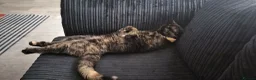 Mixed Breed cats for sale: Kittens looking for their forever Home  in Maidenhead - Advert 1