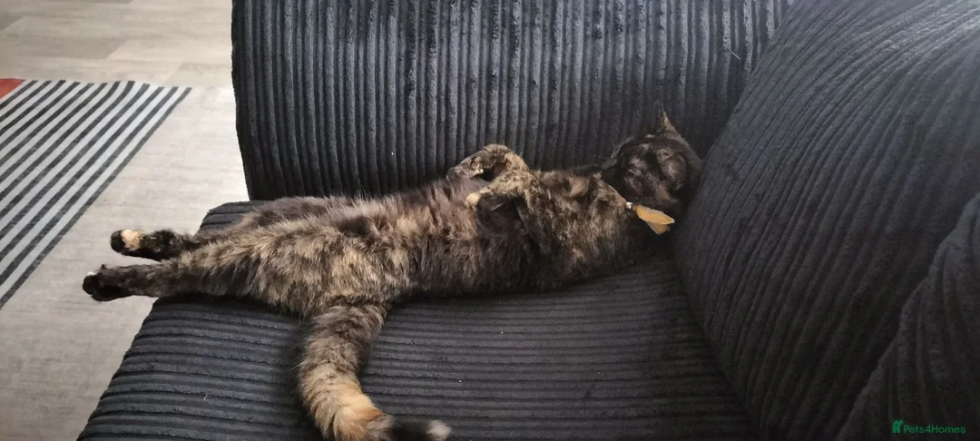 Mixed Breed cats for sale: Kittens looking for their forever Home  in Maidenhead - Advert 1