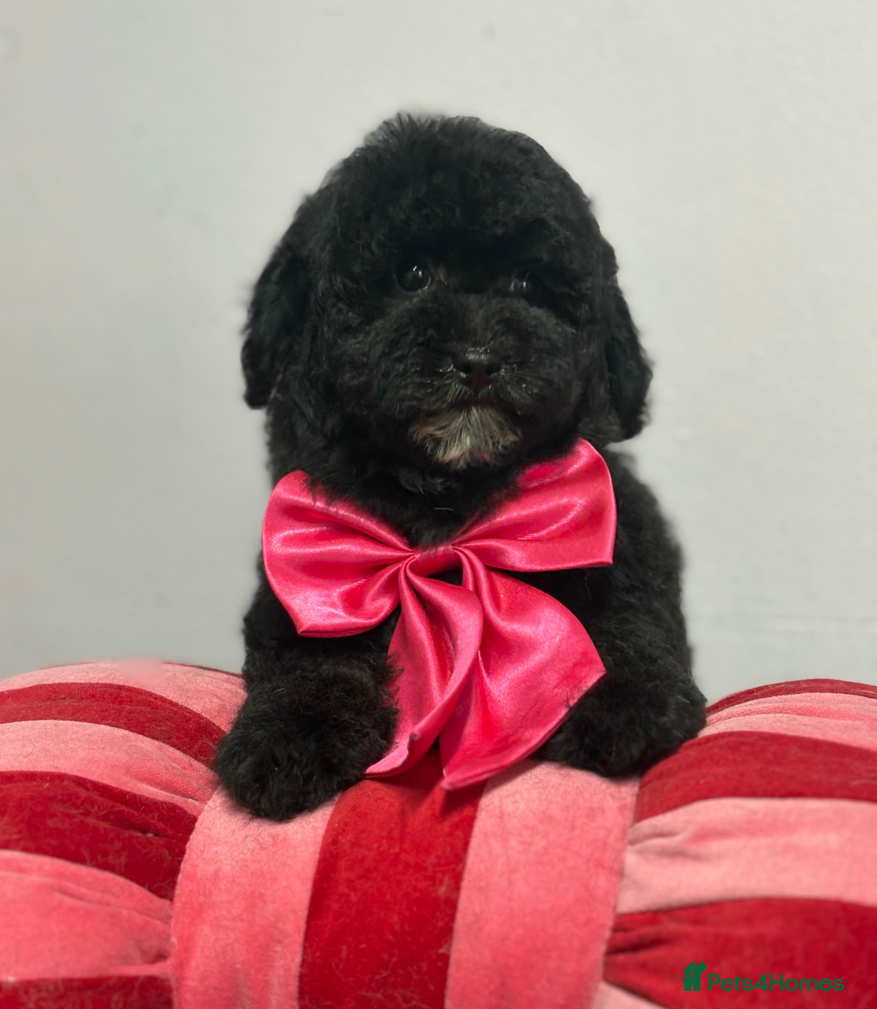 Cavapoo dogs Beautiful cavapoochon puppies  - Advert 17