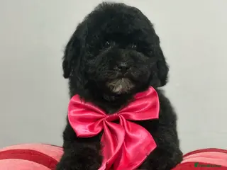 Cavapoo dogs Beautiful cavapoochon puppies - Advert 3