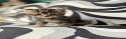 Mixed Breed cats for sale: 4 striped kittens - Advert 15
