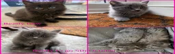 Russian Blue cats for sale: Ragdoll x Russian Blue - Advert 1