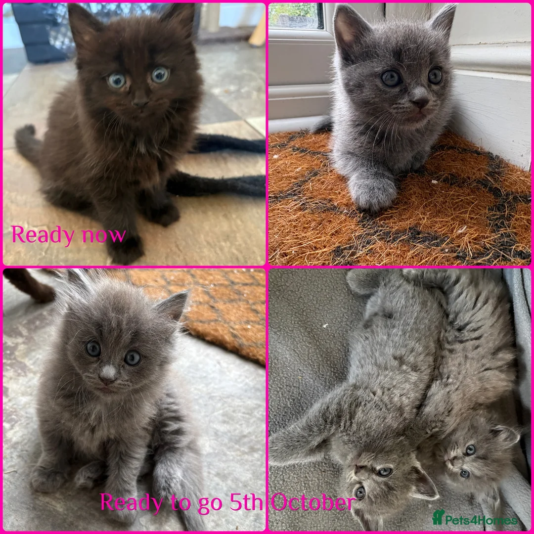 Russian Blue cats for sale: Ragdoll x Russian Blue - Advert 1