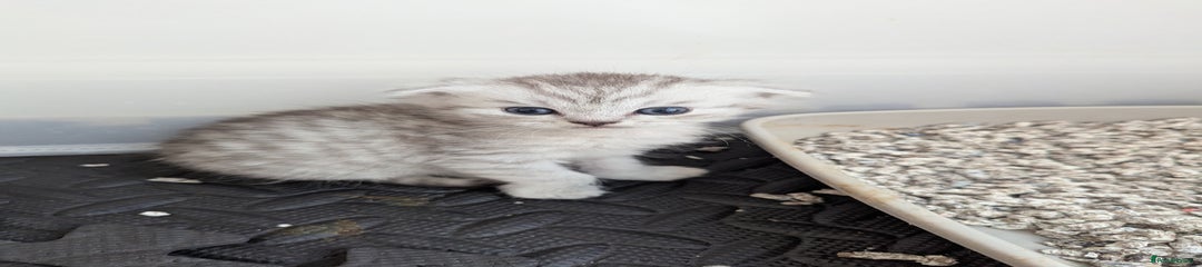 Eli - Fold