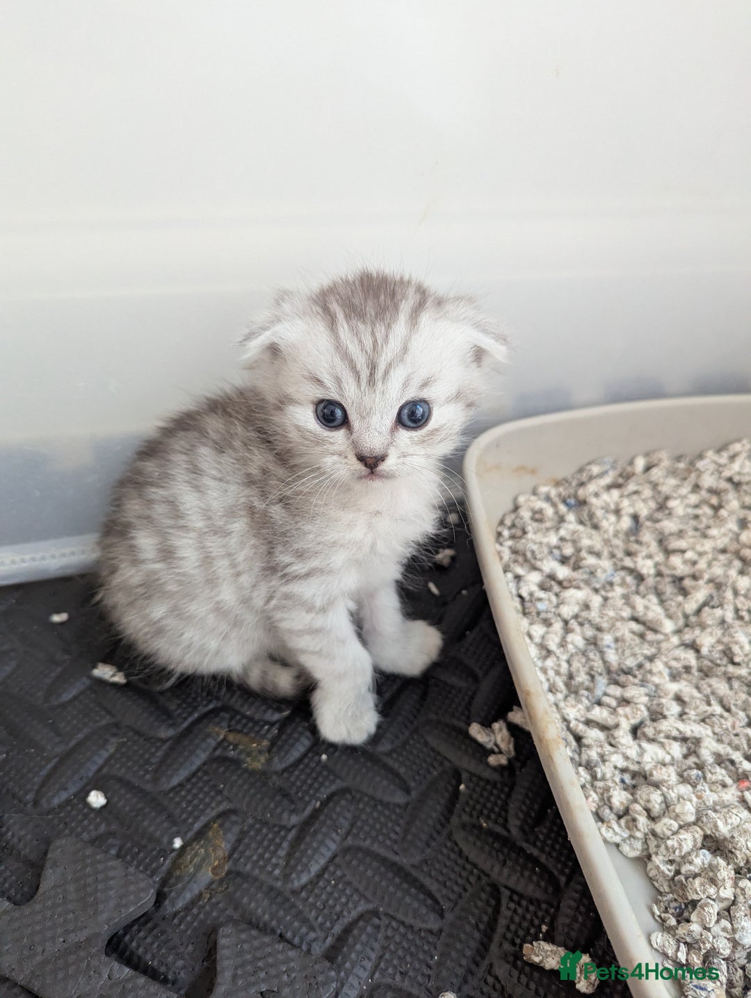 Scottish Fold cats for sale: 🐾 Beautiful Scottish Fold Kittens 🐾 - Image 3