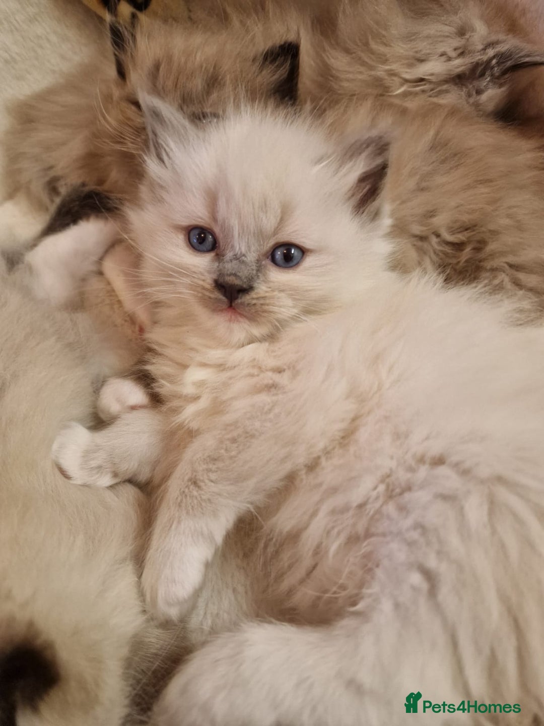 Ragdoll cats for sale: Stunning TICA Ragdoll Kittens - Mink, Sepia,  - Advert 14