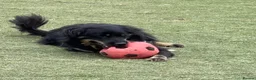 Mixed Breed dogs for adoption: ALEXANDER - Advert 4