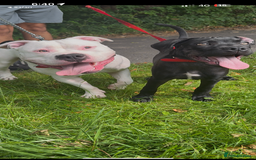 American Bully dogs for sale: yaya looking for a new home - Image 6
