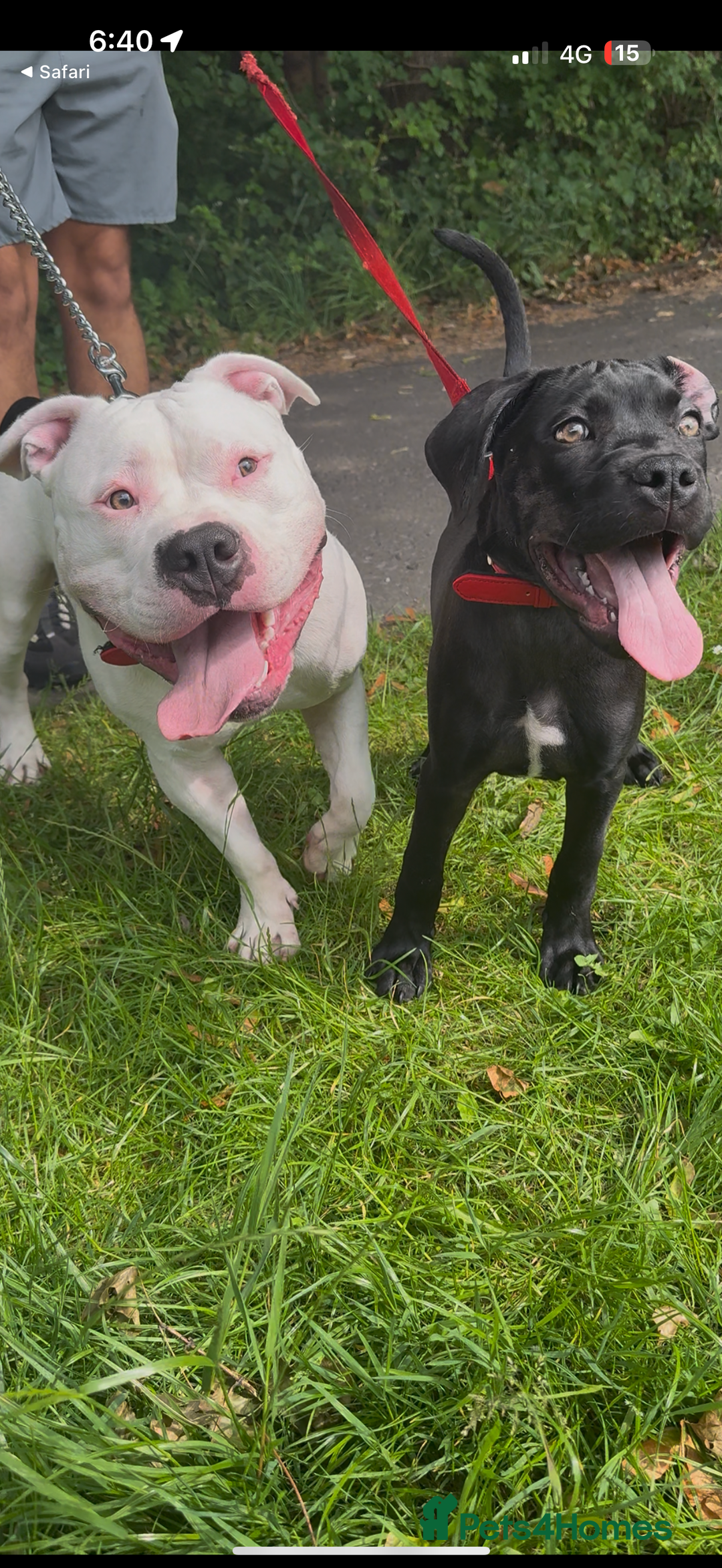 American Bully dogs for sale: yaya looking for a new home - Image 6