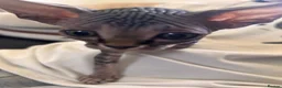 Sphynx cats for sale: Canadian x Elf Sphynx Kittens - Advert 9