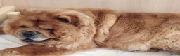 Chow Chow dogs for sale:  Beautiful Chow Chow Puppies – KC Registered 🐻 - Advert 30