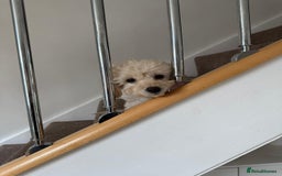 Cockapoo dogs for sale: Beautiful Champagne Cockapoo Girl - 13 weeks old - Image 5