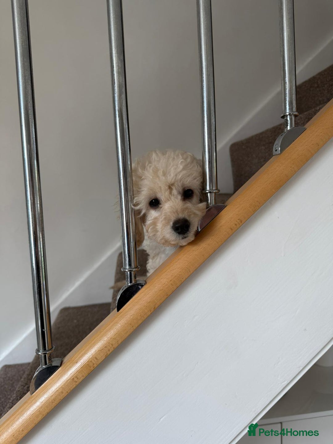Cockapoo dogs for sale: Beautiful Champagne Cockapoo Girl - 13 weeks old - Image 5