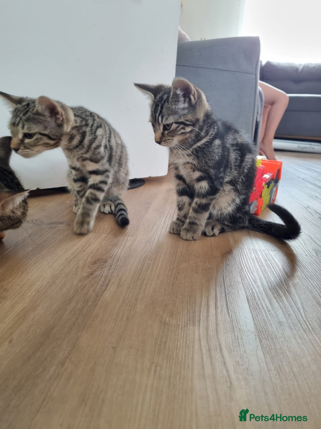 Bengal cats for sale: Mixed bengal kittens - Image 5