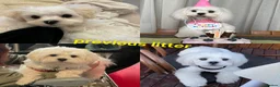 Maltese dogs for sale: ⭐️KC registered Maltese puppies⭐️ - Advert 7