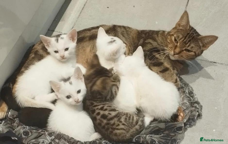 Mixed Breed cats Beautiful mixed breed kittens  - Advert 7
