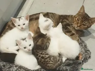 Mixed Breed cats Beautiful mixed breed kittens - Advert 8