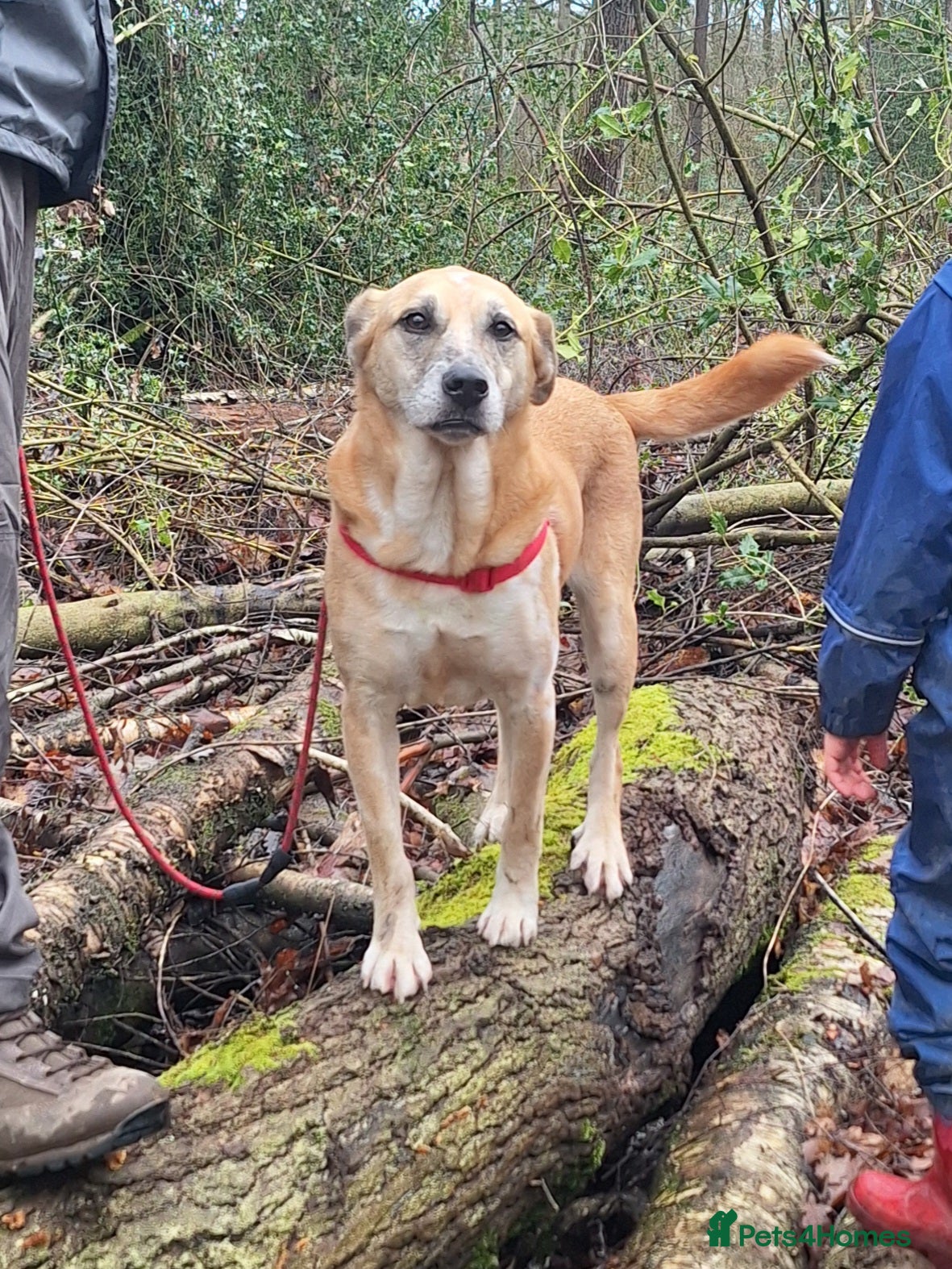 Mixed Breed dogs Beautiful older fella for adoption - Advert 18