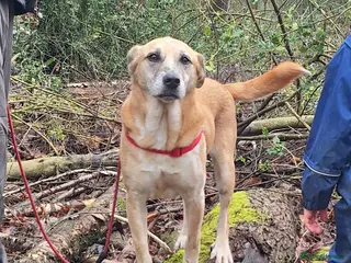 Mixed Breed dogs Beautiful older fella for adoption - Advert 2