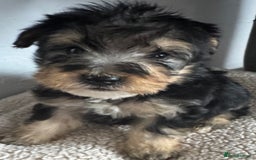 Jackapoo dogs for sale: Stunning Jackapoo pups  - Image 1